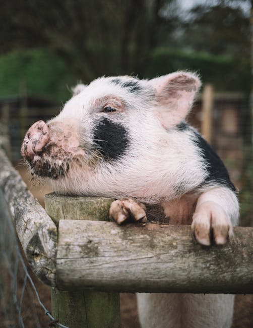 Portrait of a content pig leaning on a wooden fence in a farm pen, gazing peacefully.